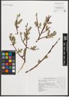 Foto von Salix orestera C. K. Schneid.